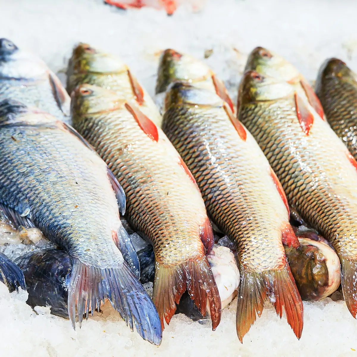 Cá nước ngọt – VB Food